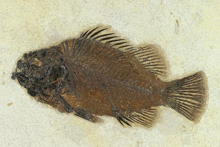 Fossil Fish (Priscacara) - Green River Formation, Inch Layer #132870